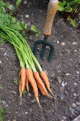 organic carrots
