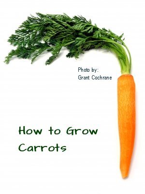 how to grow carrots