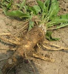 Horseradish roots