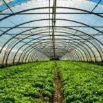 Best Crops For Greenhouses A Grower’s Guide