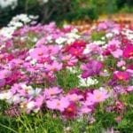 Best Perennial Flowers for Shade- Top Picks