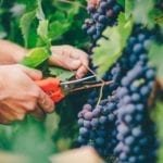 Fruits That Grow On Vines- Tips and Hacks