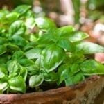 How To Grow Basil In A Pot- A Step-By-Step Guide