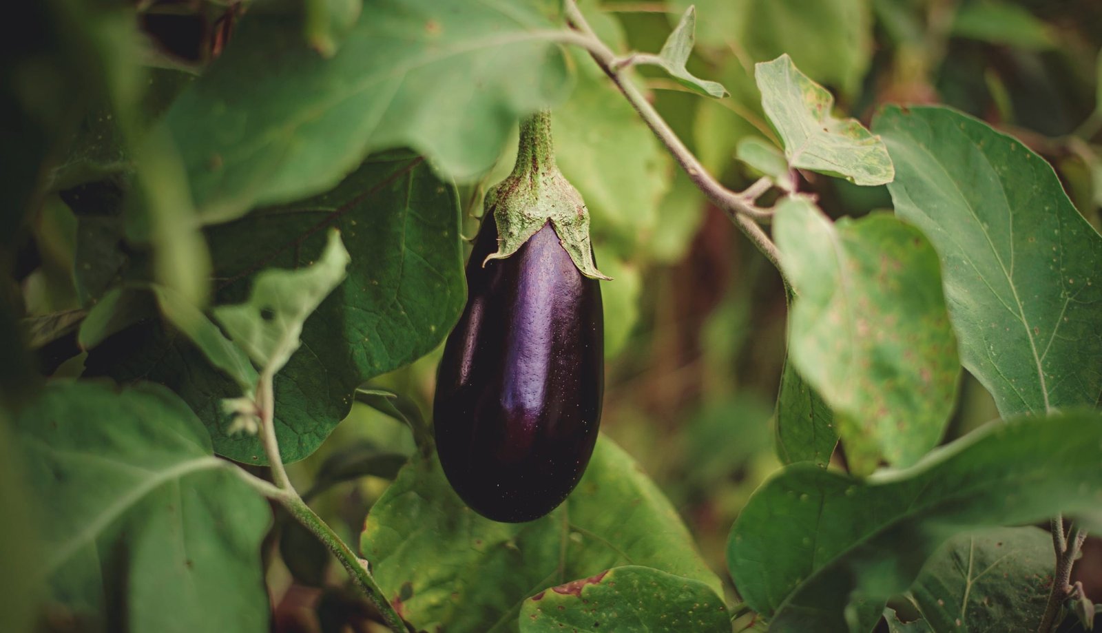 When Is Eggplant In Season– A Grower’s Guide