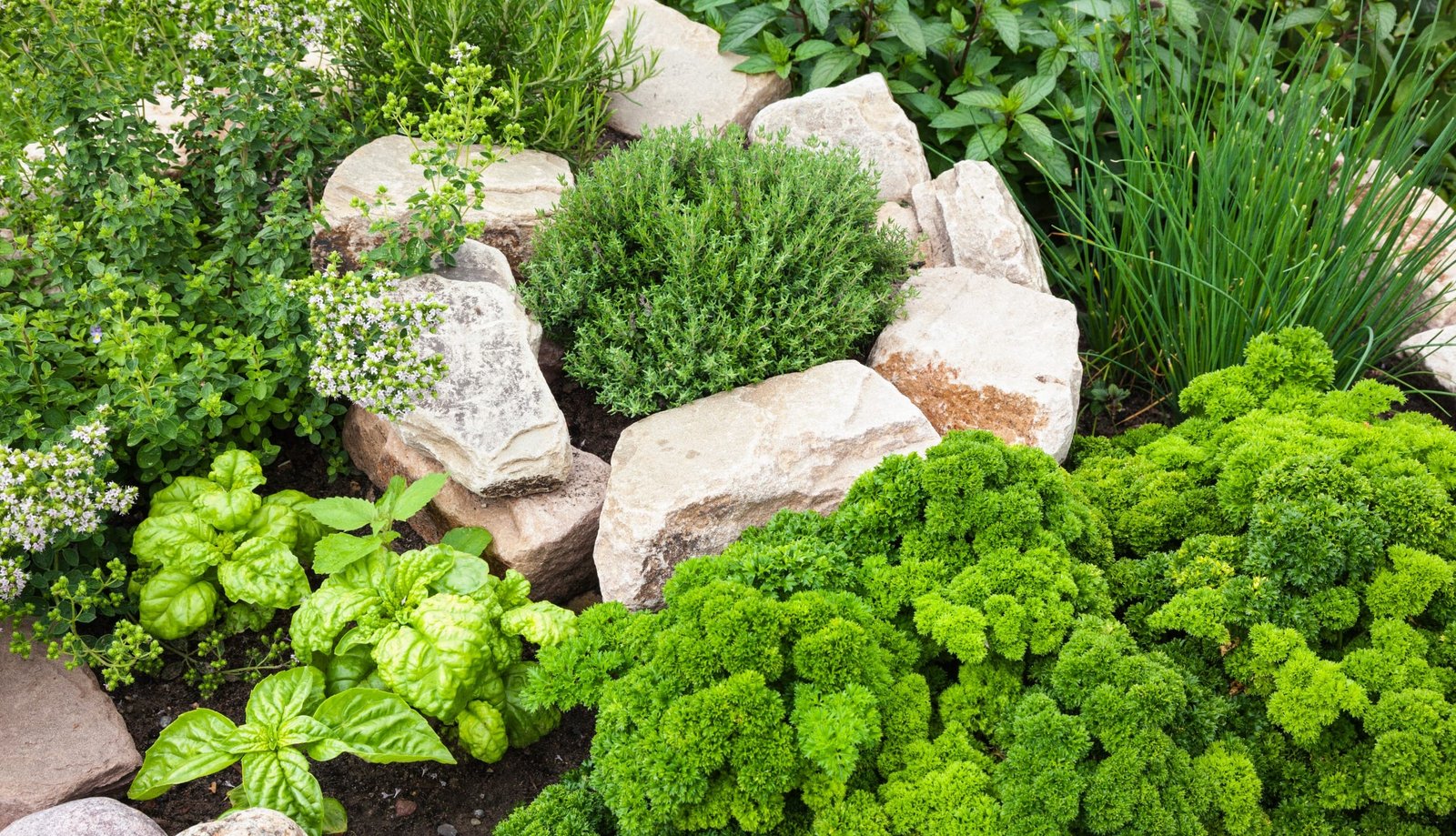 When To Plant Herbs Outside A Guide To Growing Herbs
