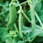 How Much Sun Do Peas Need A Grower’s Guide