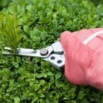 The 7 Best Garden Clippers For Gardeners