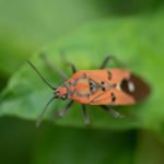 The 7 Best Garden Pest Repellers For Your Home Garden