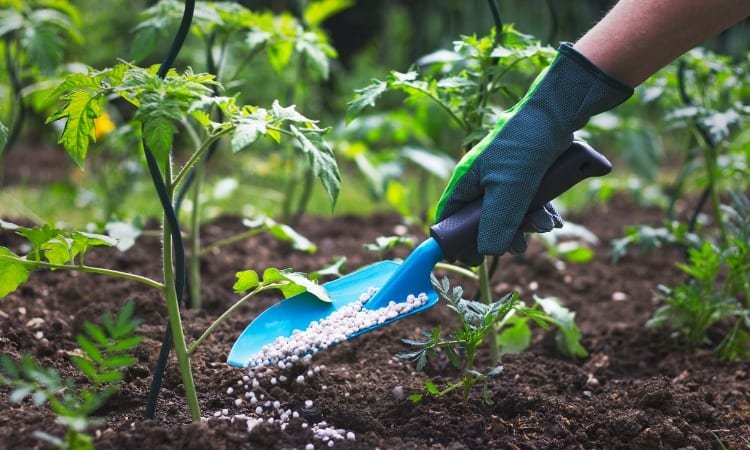 How To Apply Fertilizer During Springtime To Feed Your Garden