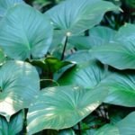 How To Care For Tropical Plants InCold Europe: Plant Care Tips