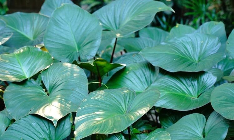 How To Care For Tropical Plants InCold Europe: Plant Care Tips
