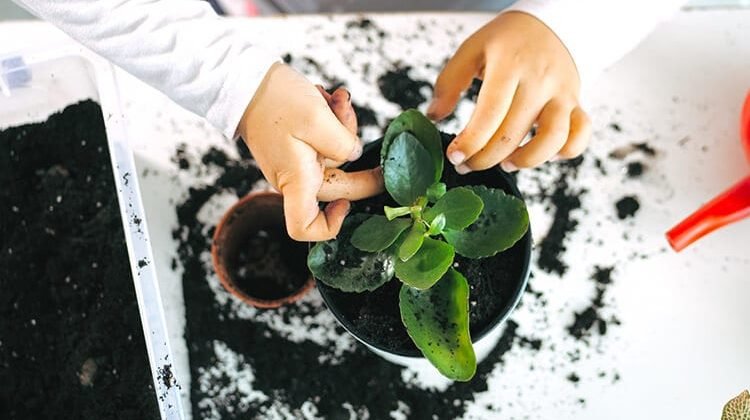 How To Do Indoor Gardening: A Quick Guide