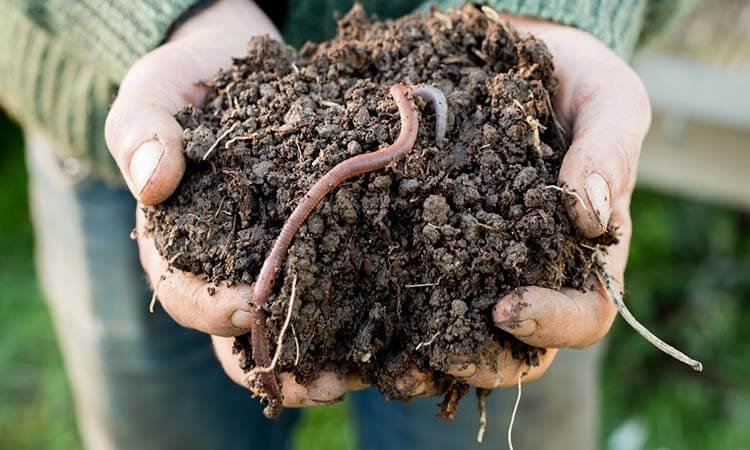 How To Increase Earthworms In Soil