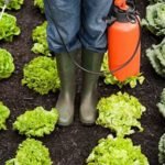 The 7 Best Electric Garden Sprayers