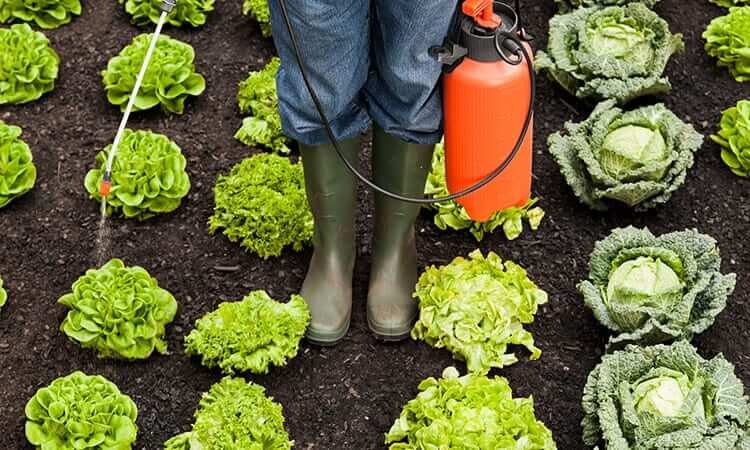 The 7 Best Electric Garden Sprayers