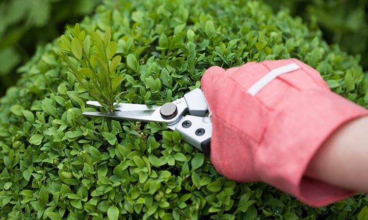 The 7 Best Garden Clippers For Gardeners