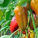 The 7 Best Garden Peppers To Grow In Your Garden