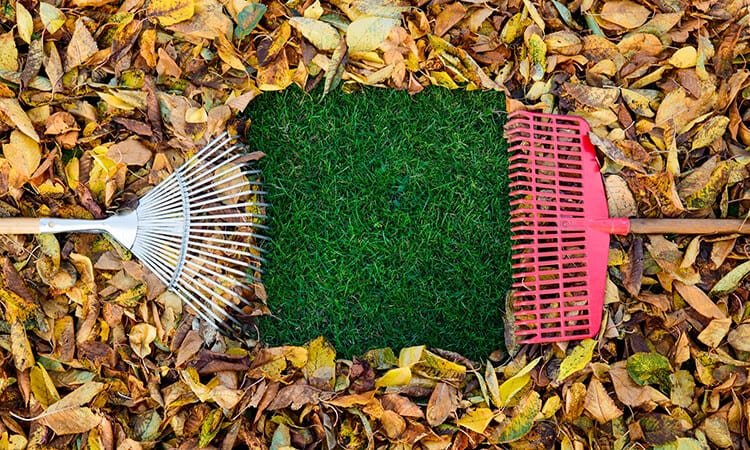 The 7 Best Garden Rakes for Leaves