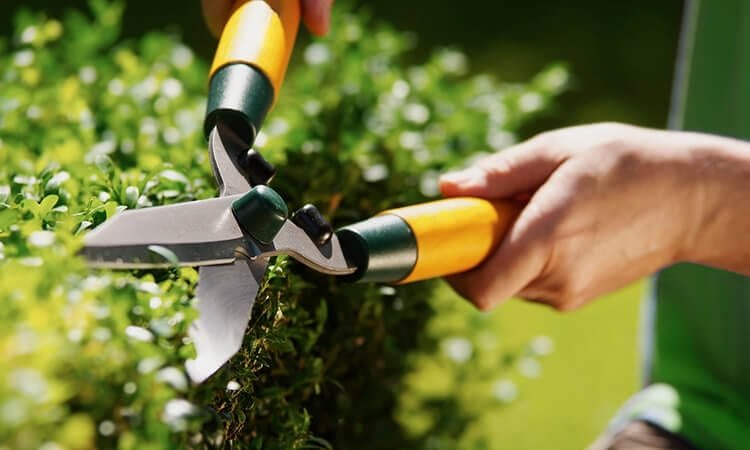 The 7 Best Garden Snips