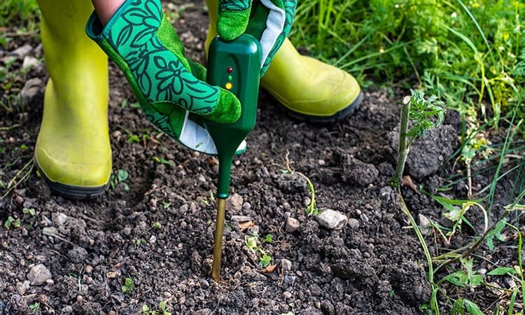 The 7 Best Garden Soil Moisture Meters For Healthy Gardens