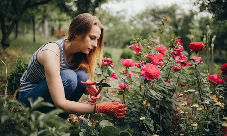 The 7 Best Gardening Tools: A Guide On Wirecutters