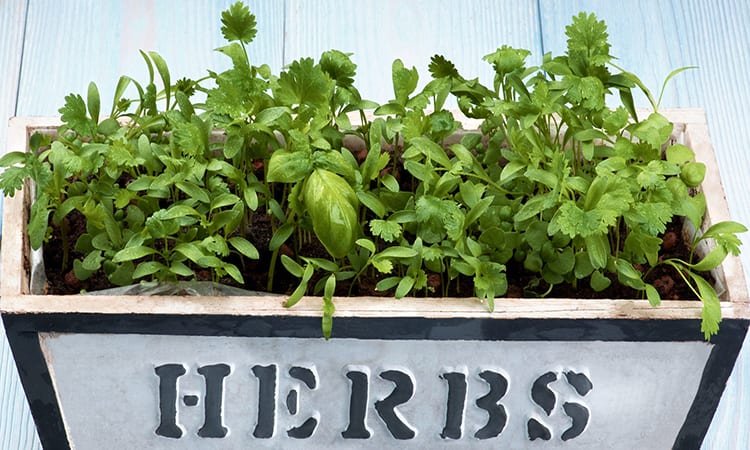 The 7 Best Indoor Herb Garden Kits