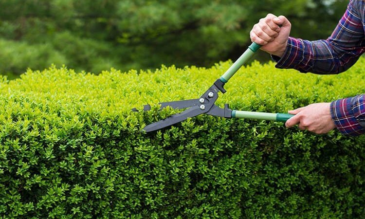 The 7 Best Long-Handled Garden Shears For Easy Cutting