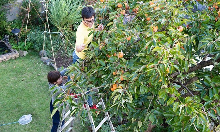 When To Plant Fruit Trees: A Guide For Beginners