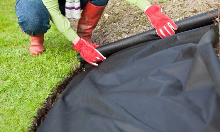 The 7 Best Ground Covers For Garden Beds