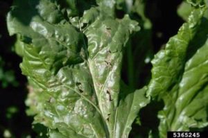 beet-cercospora-leaf-spot