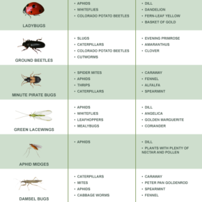 beneficial insects infographic