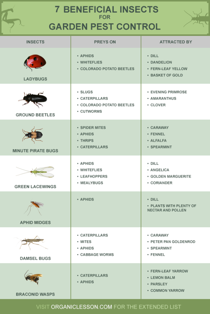 beneficial insects infographic