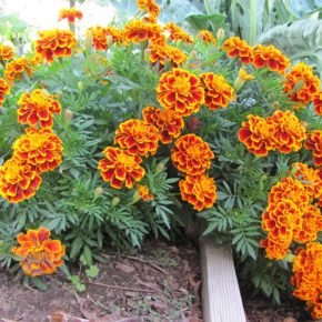 french marigold macro