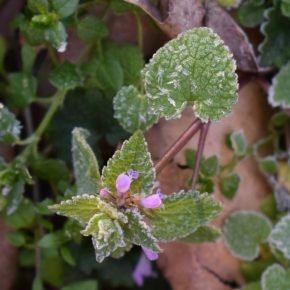 frost on dead nettle