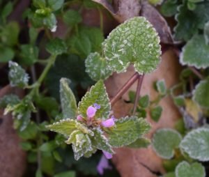 frost on dead nettle