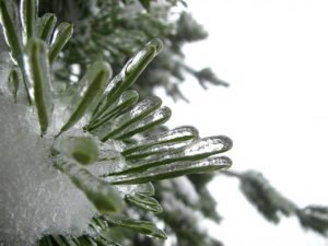 hard freeze on lavender