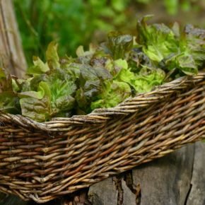 grow lettuce in a container