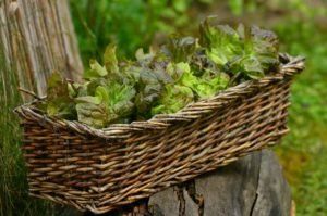 grow lettuce in a container