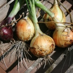 organic onions