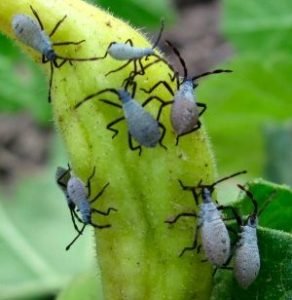 squash bug control