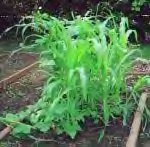 three sisters - an ancient garden trio